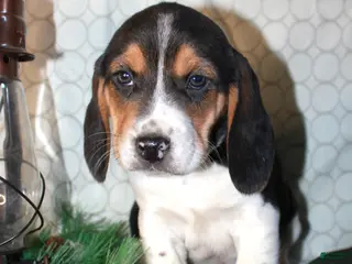 Beagle dogs Miles - Ad 19