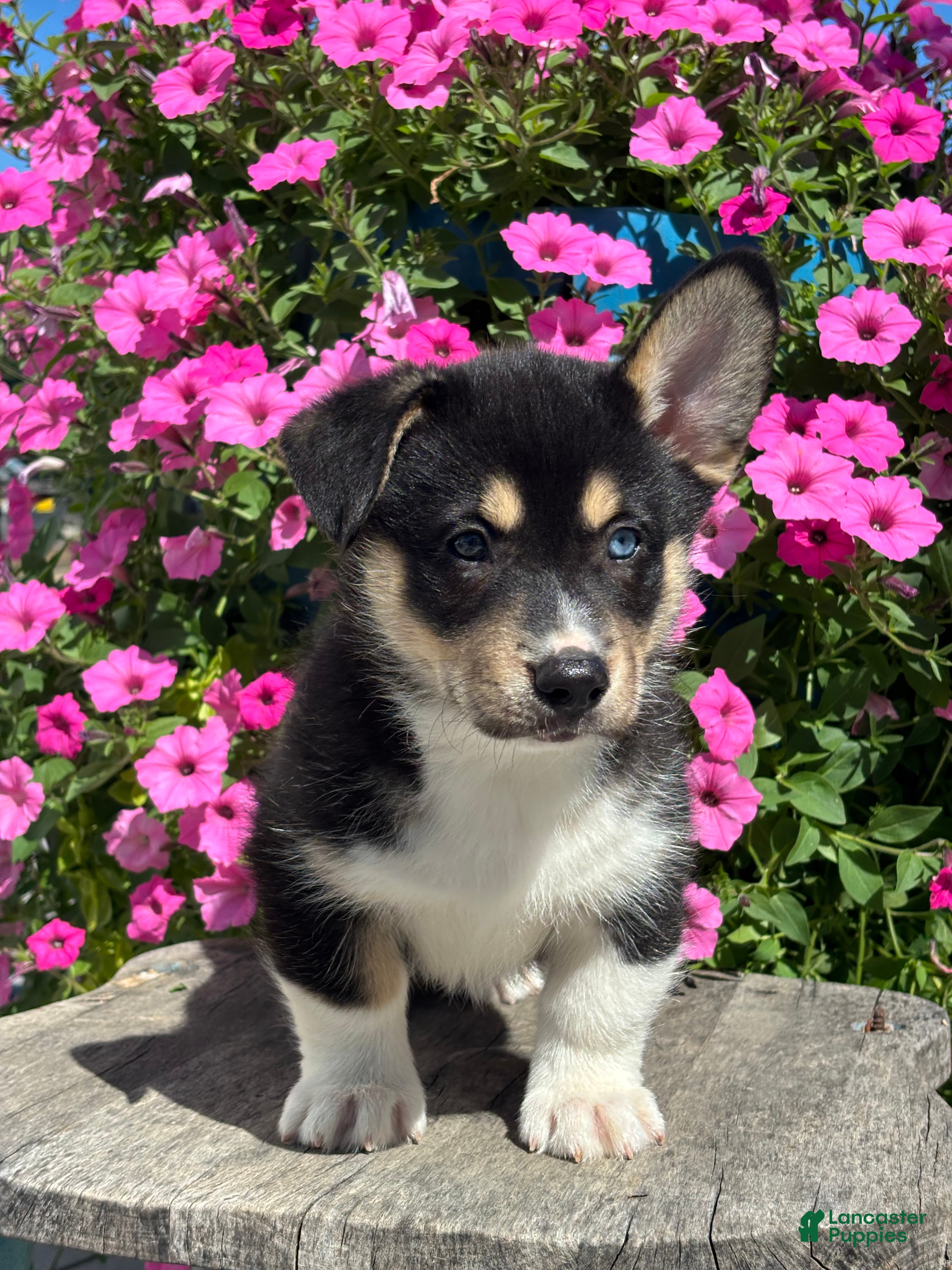 Mixed Breed dogs Rick - Ad 2