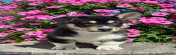 Mixed Breed dogs for sale: Rick - Ad 2