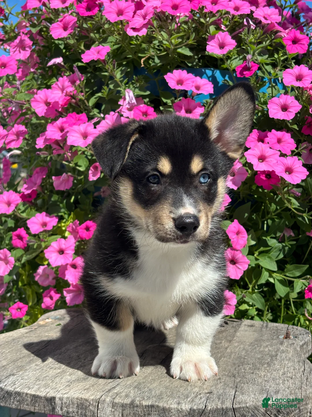 Mixed Breed dogs for sale: Rick - Ad 2