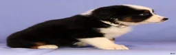 Miniature Australian Shepherd dogs for sale: Mandy - Ad 5
