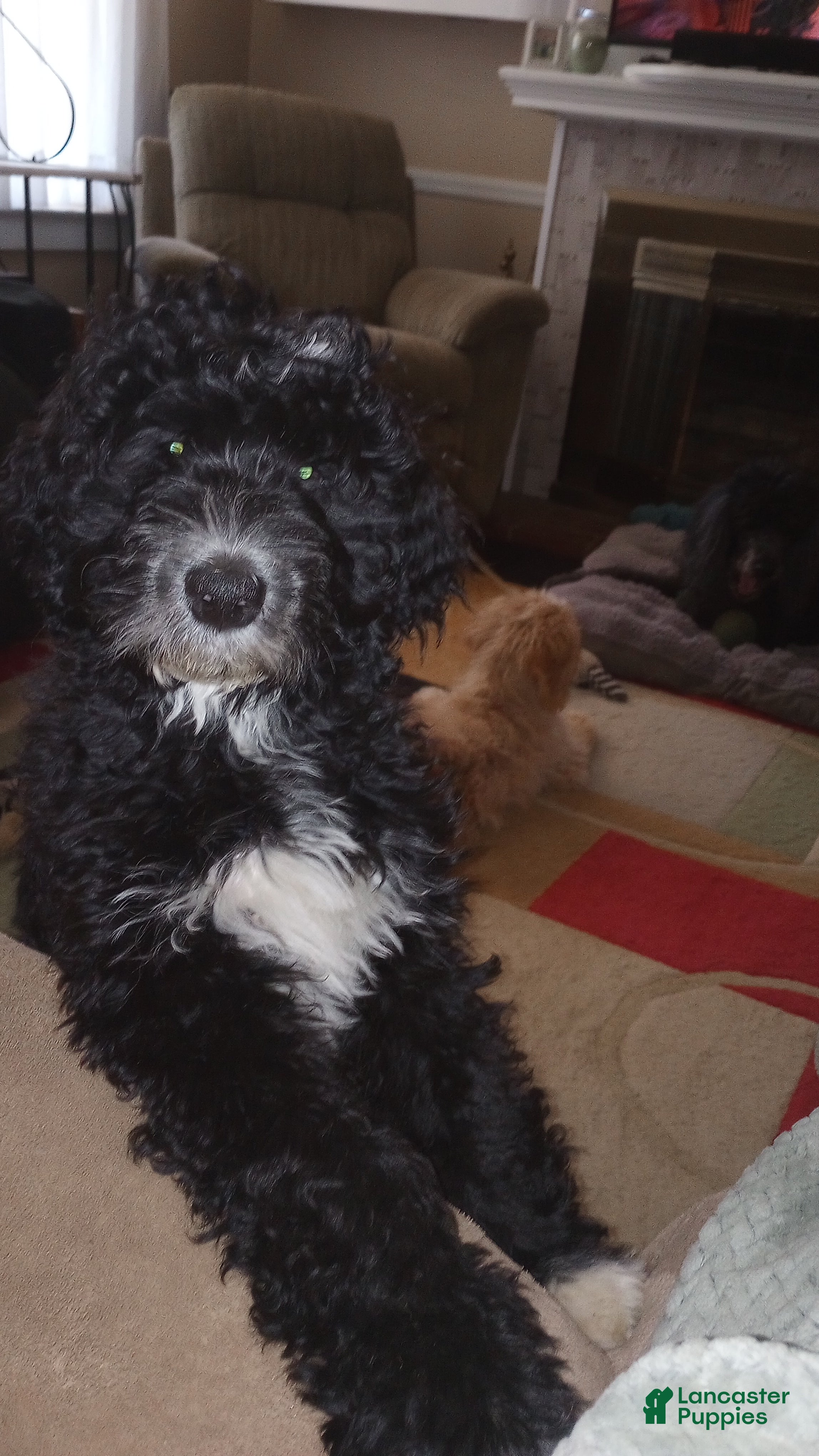 Mini Bernedoodle dogs Adele - Ad 1