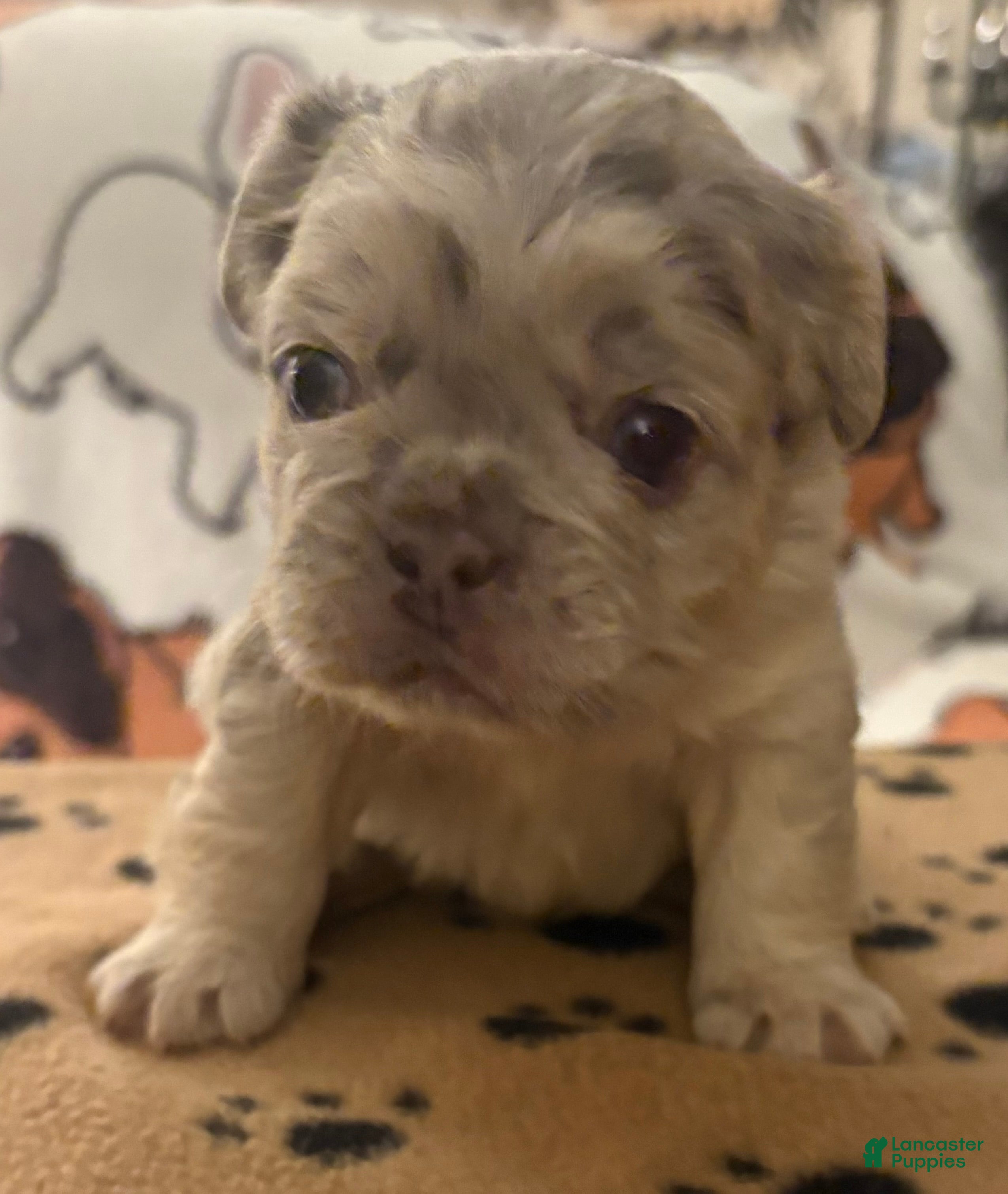French Bulldog dogs French Bulldog Puppy 2 - Ad 1