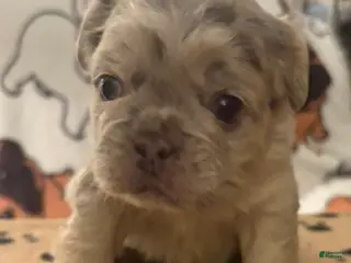 French Bulldog dogs for sale: French Bulldog Puppy 2 - Ad 2