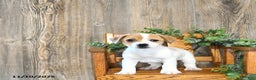Jack Russell Terrier dogs for sale: Parker - Ad 3