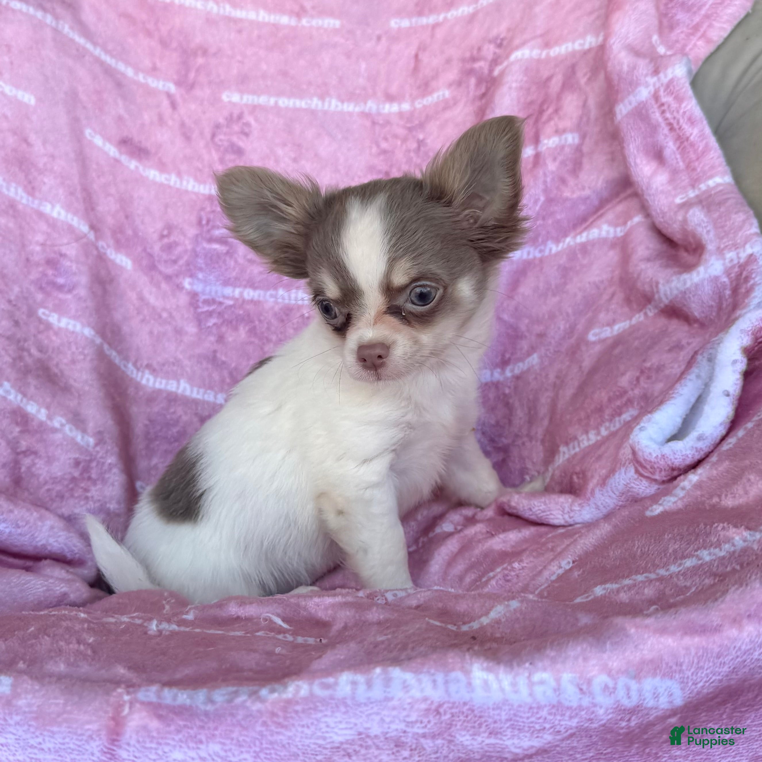 Chihuahua dogs Tiny Izzy Lavender LC - Ad 2