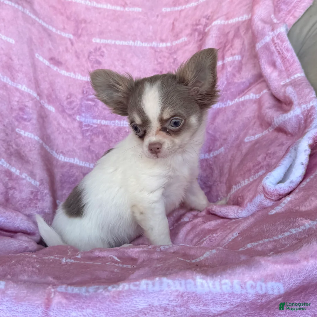 Chihuahua dogs for sale: Tiny Izzy Lavender LC - Ad 2