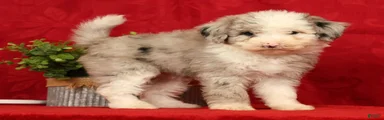 Bella