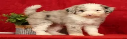 Mini Sheepadoodle dogs for sale: Bella - Ad 1