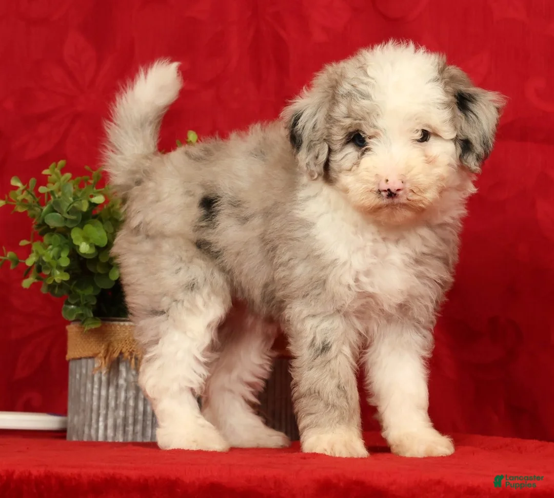 Mini Sheepadoodle dogs for sale: Bella - Ad 1