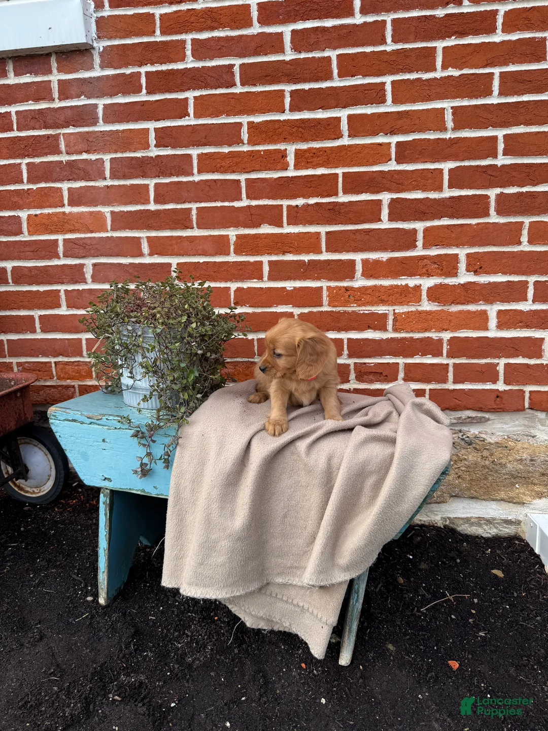 Miniature Golden Retriever dogs for sale: Miniature Golden Retriever Puppy 1 - Ad 3