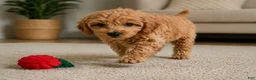 Cavapoo dogs for sale: Bella - Ad 6