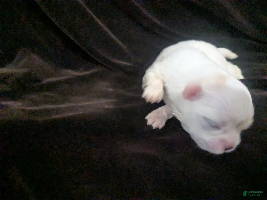 Chihuahua dogs for sale: Priscilla LC  Apple Head   - Ad 2