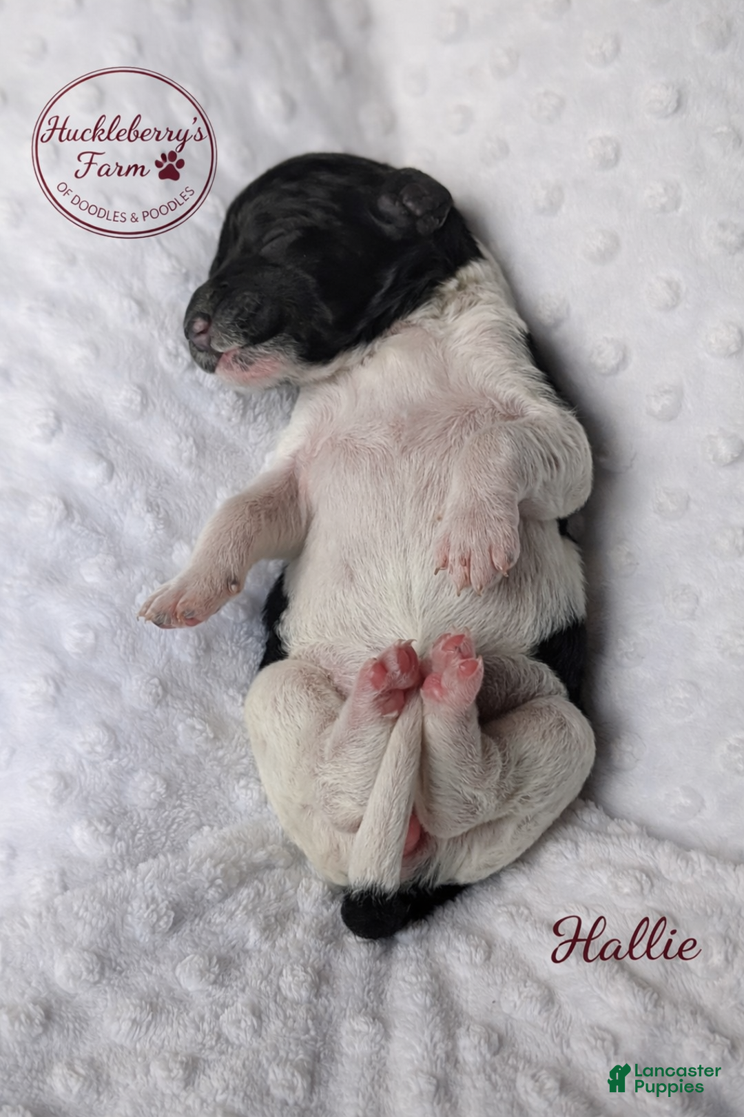 Goldendoodle dogs for sale: Hallie F1B  - Ad 2