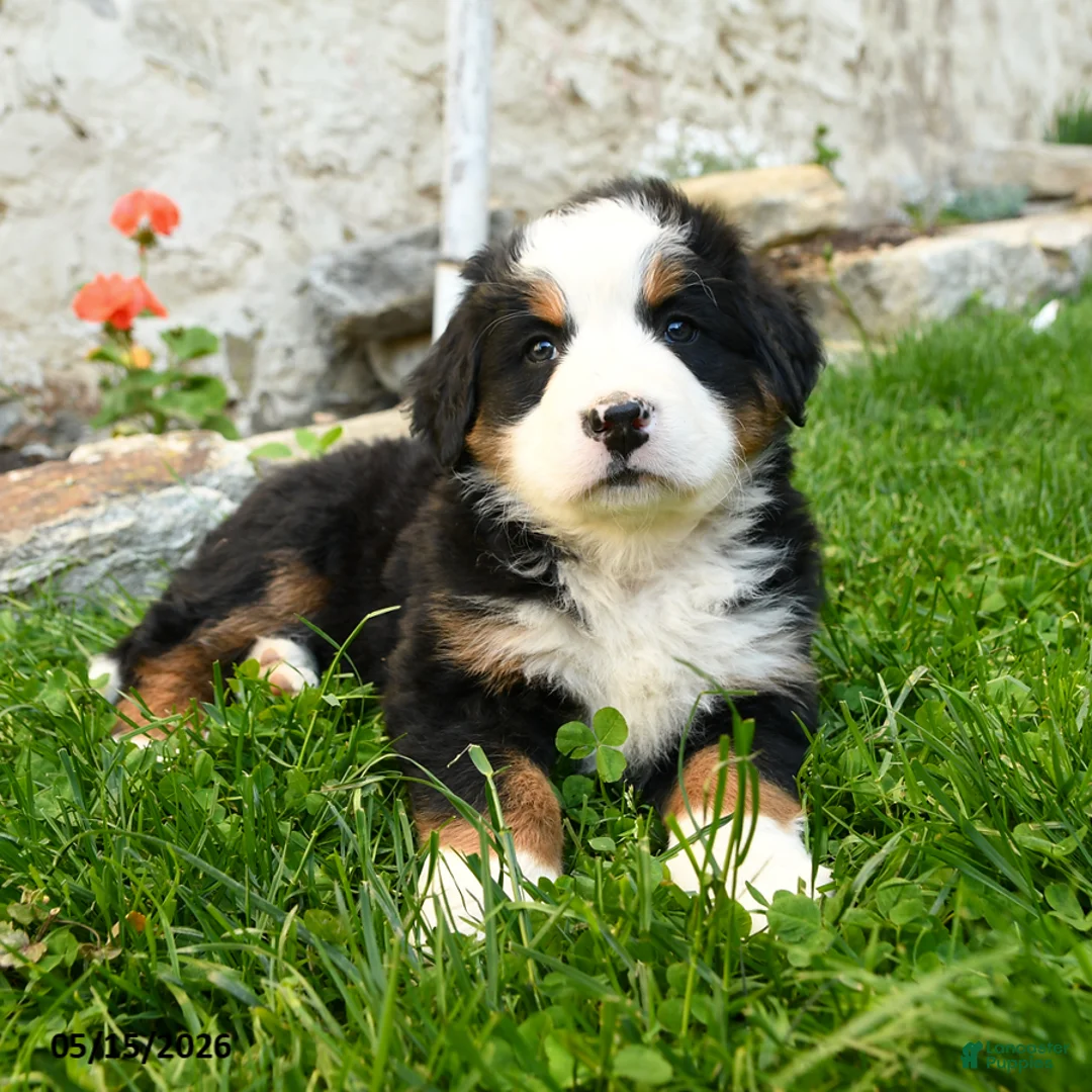 Bernese Mountain Dog dogs for sale: Edelweiss - Ad 2