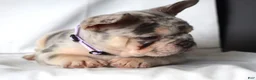 French Bulldog dogs for sale: Thea - Ad 6