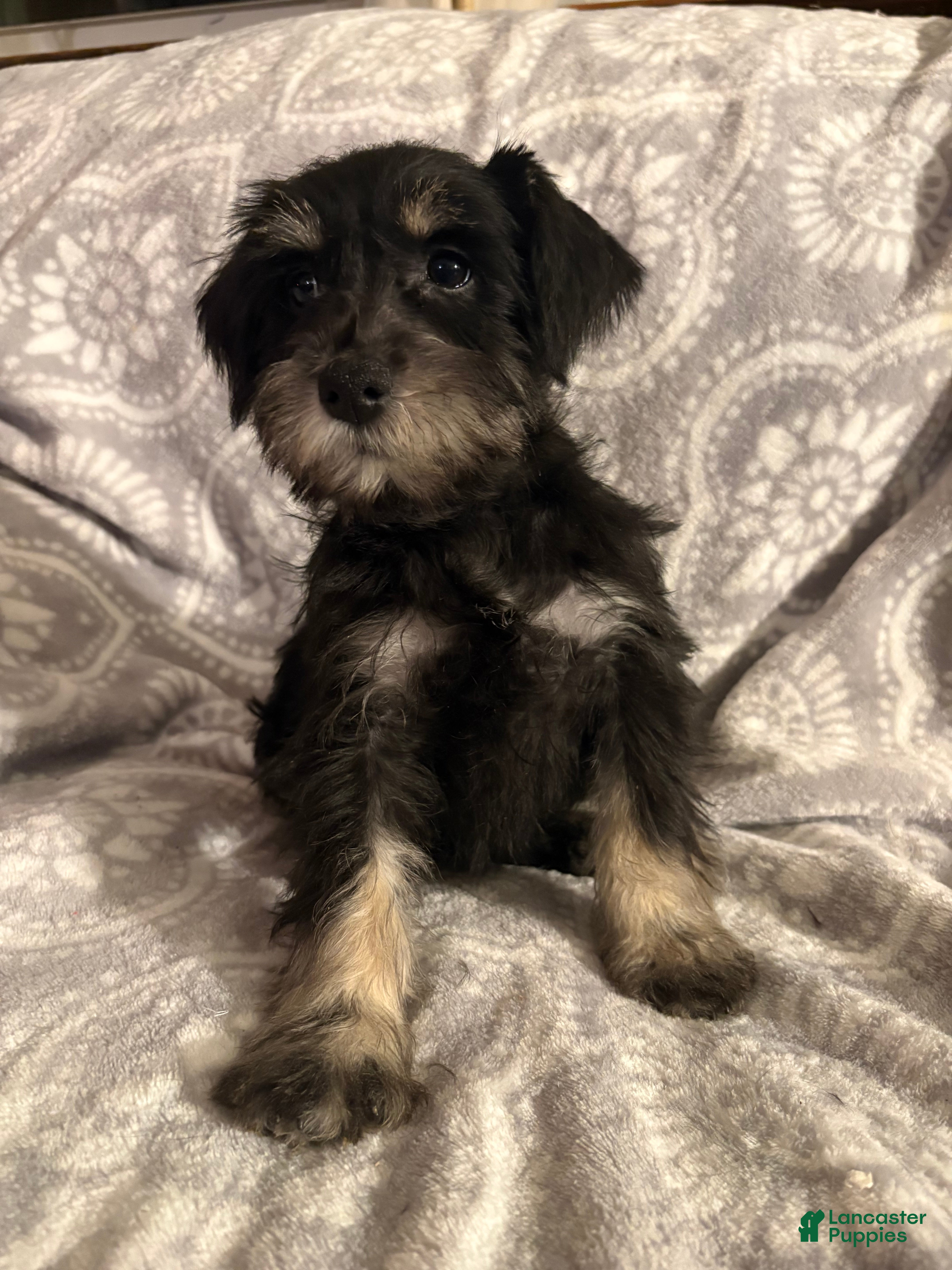 Miniature Schnauzer dogs Miniature Schnauzer Puppy 4 - Ad 28