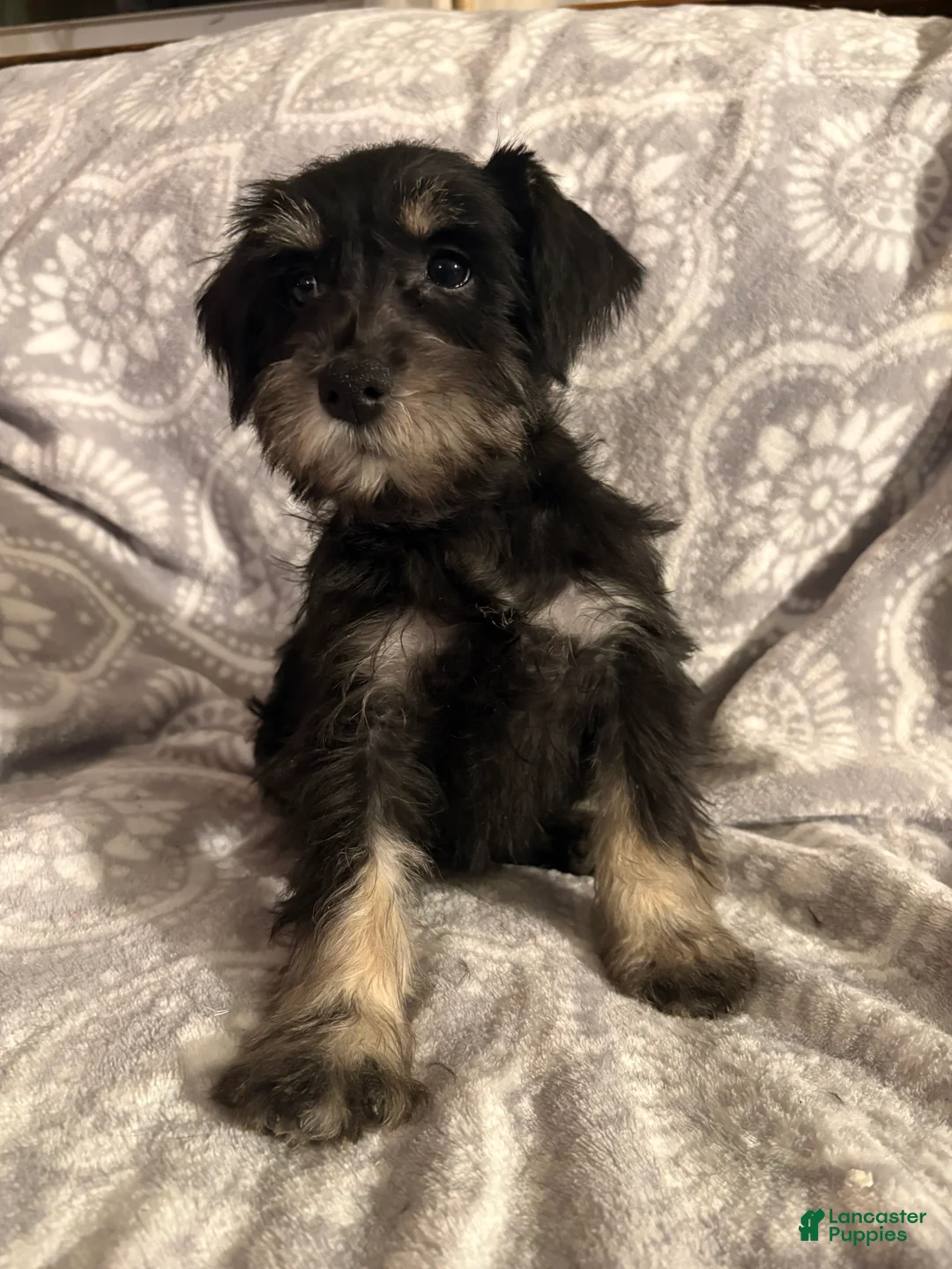 Miniature Schnauzer dogs for sale: Miniature Schnauzer Puppy 4 - Ad 1
