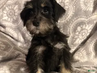 Miniature Schnauzer dogs Miniature Schnauzer Puppy 4 - Ad 28