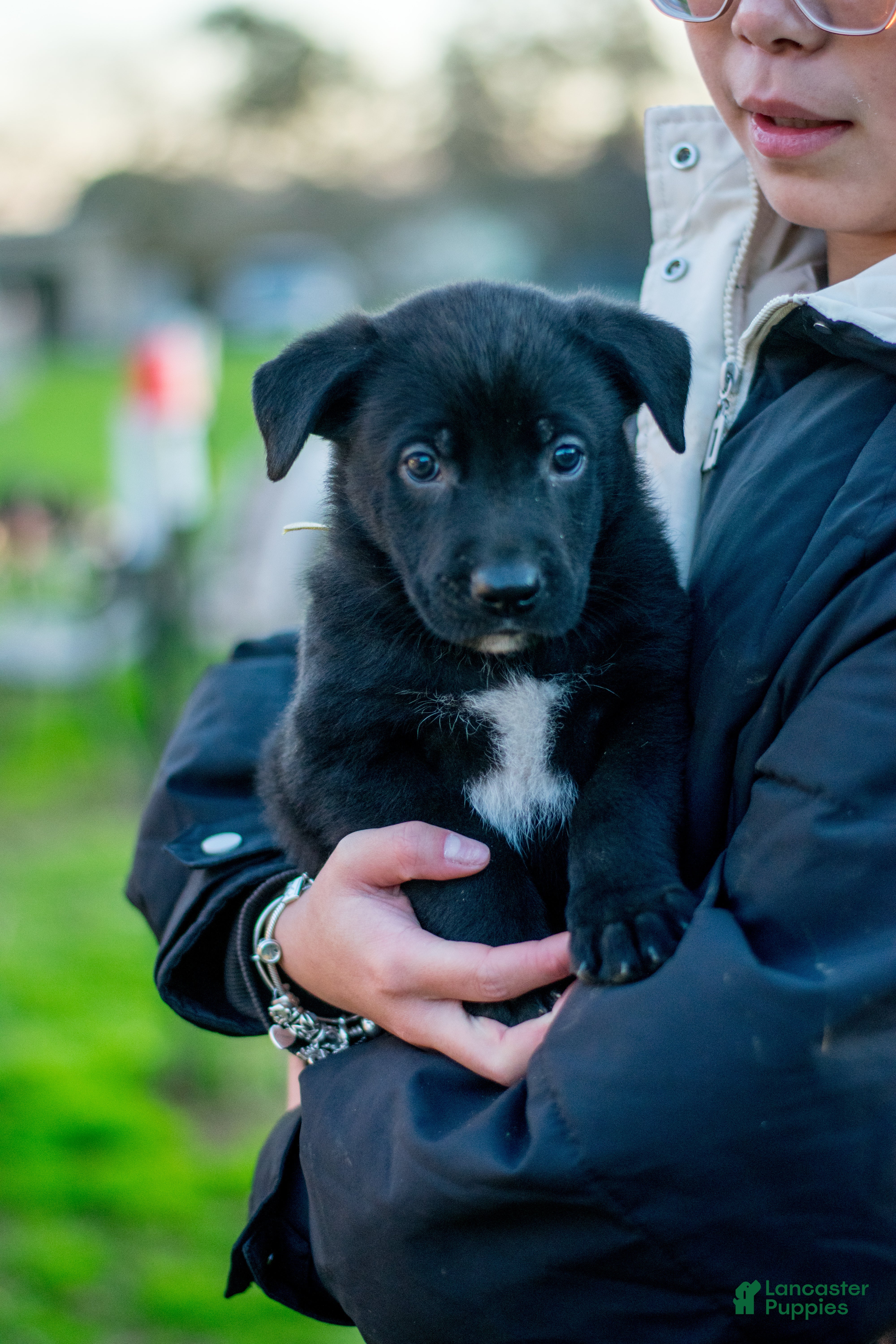 Mixed Breed dogs Mixed Breed Puppy 1 - Ad 31