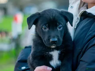 Mixed Breed dogs Mixed Breed Puppy 1 - Ad 28