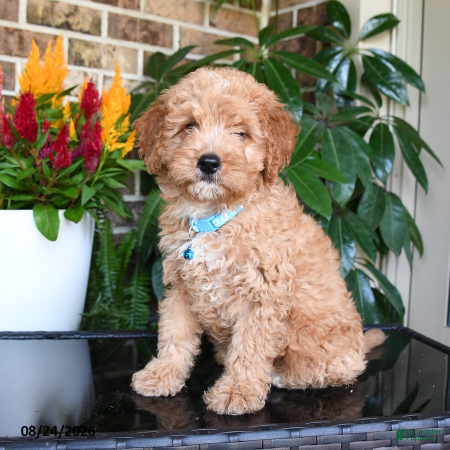 Mixed Breed dogs Murphy - Ad 1