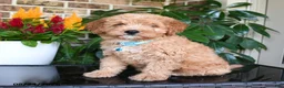 Mixed Breed dogs for sale: Murphy - Ad 1