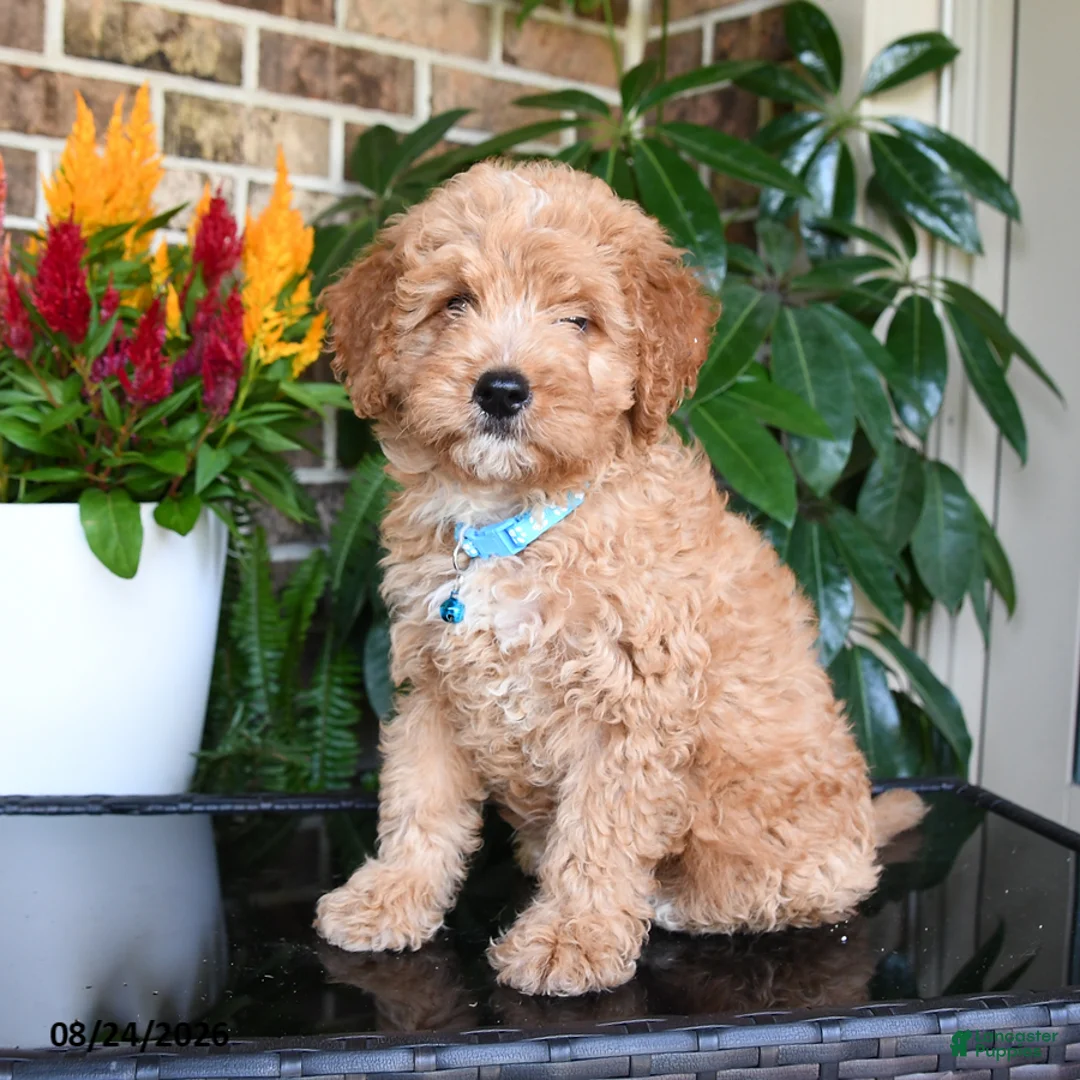 Mixed Breed dogs for sale: Murphy - Ad 1