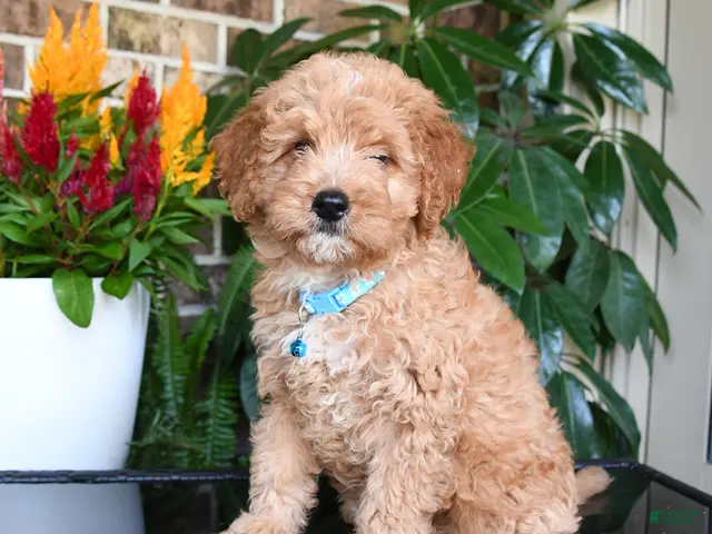 Miniature Golden Retriever dogs for sale: Murphy (leash trained) - Ad 1