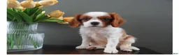 Cavalier King Charles Spaniel dogs for sale: Colby - Ad 5