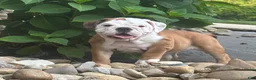 English Bulldog dogs for sale: Tara - Ad 4