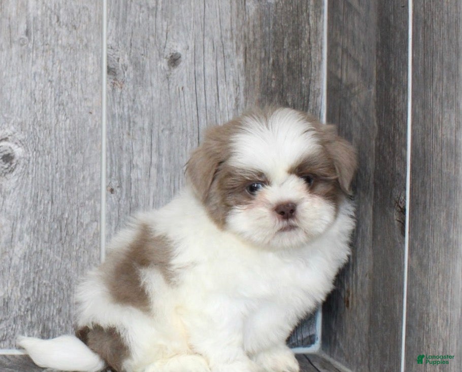 Shih Tzu dogs Jaylen - Ad 25