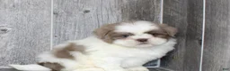 Shih Tzu dogs for sale: Jaylen - Ad 1