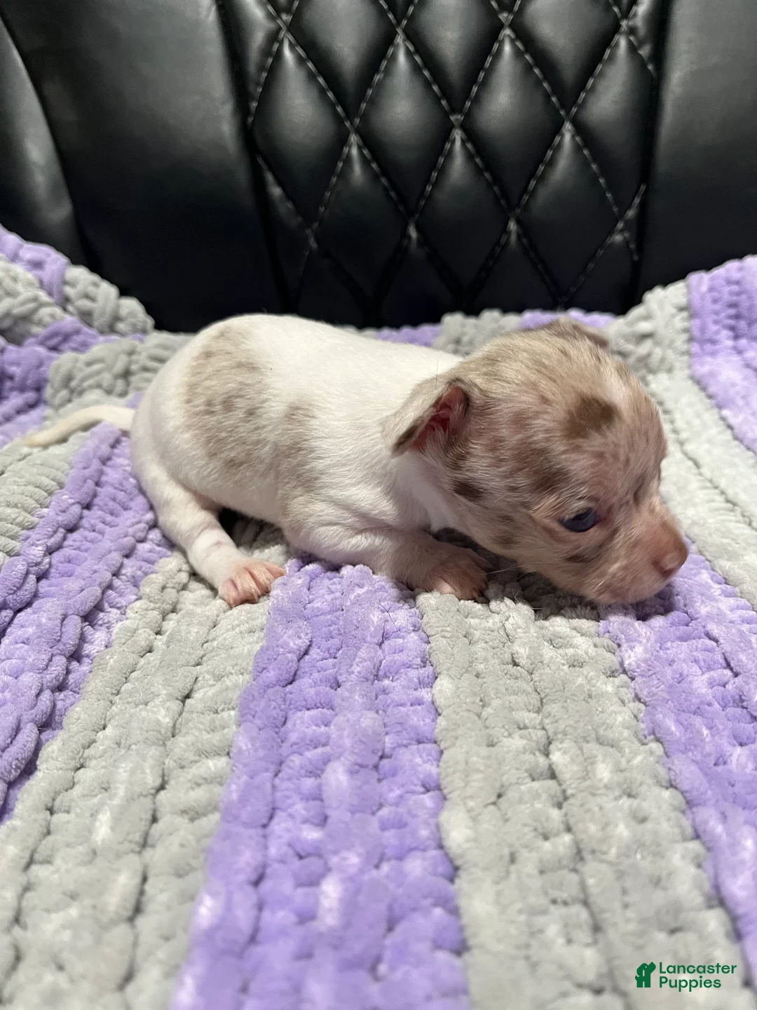 Chihuahua dogs for sale: Chihuahua 1 - Ad 2