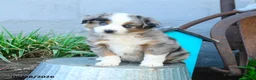 Miniature Australian Shepherd dogs for sale: Peter - Ad 3