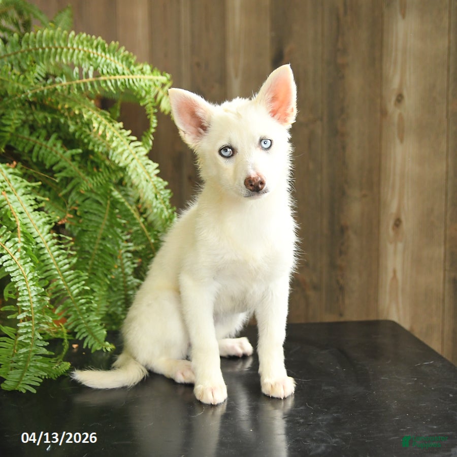 Pomsky dogs Violet  - Ad 1