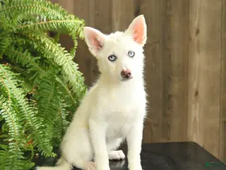 Pomsky dogs for sale: Violet - Ad 2