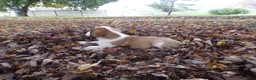Saint Bernard dogs for sale: Axel - Ad 3