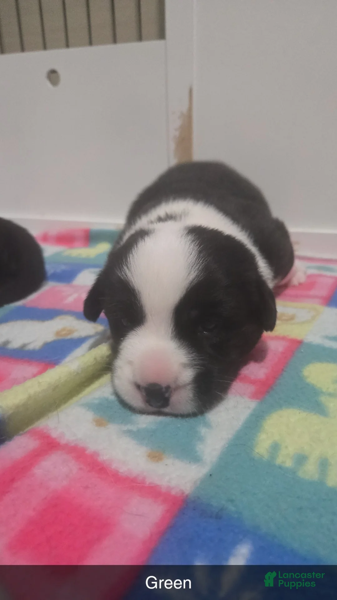 Welsh Corgi Cardigan dogs for sale: Welsh Corgi Cardigan Puppy 4 - Ad 10