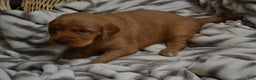 Golden Retriever dogs for sale: Bambi - Ad 17