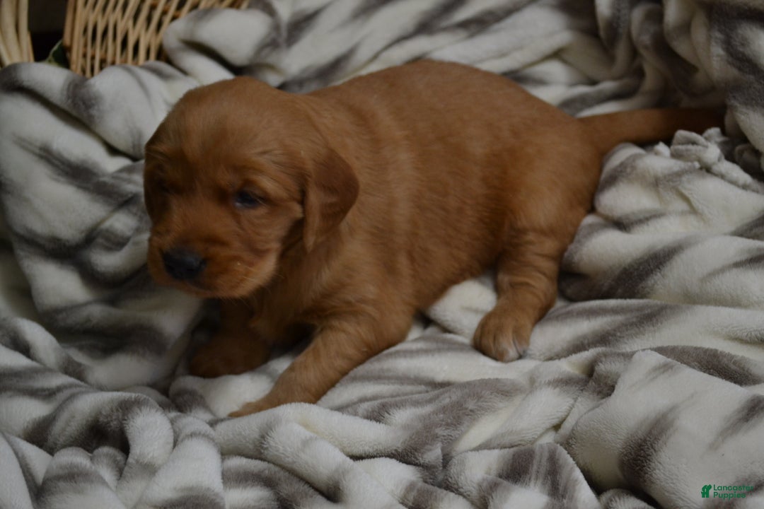 Golden Retriever dogs for sale: Bambi - Ad 17