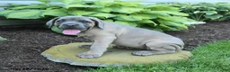 Cane Corso dogs for sale: Kiersten - Ad 2
