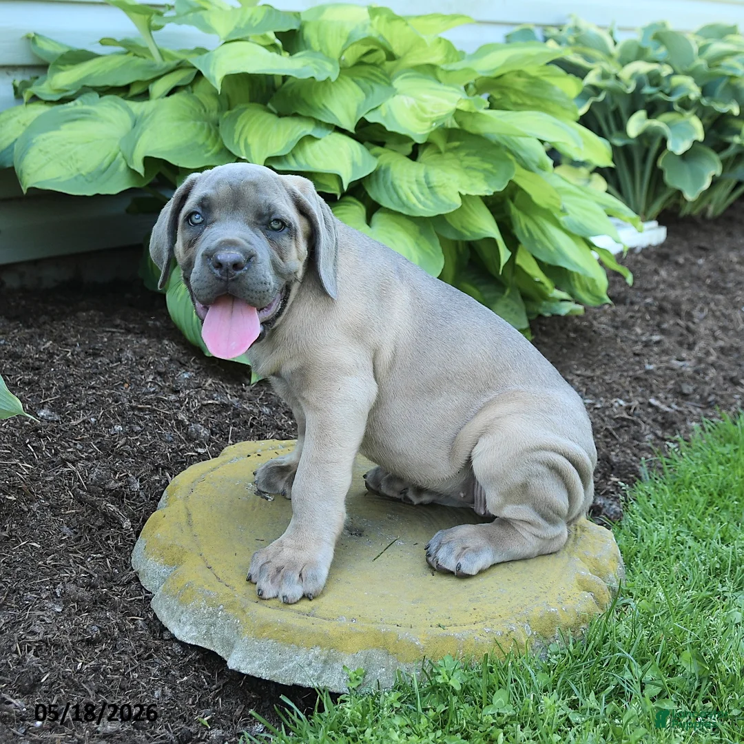 Cane Corso dogs for sale: Kiersten - Ad 2