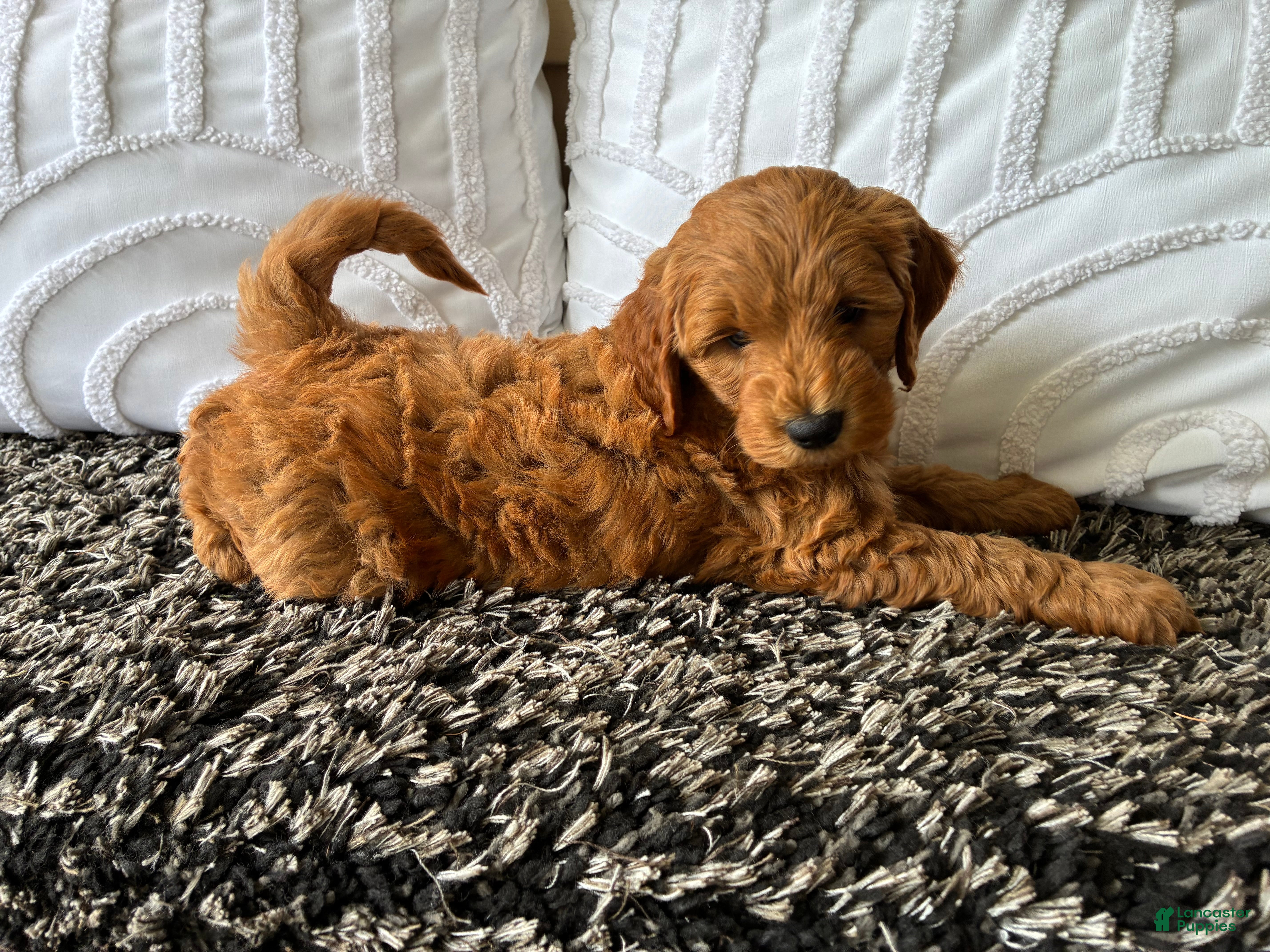 Mini Goldendoodle dogs Mini Goldendoodle “Ollie” - Ad 2