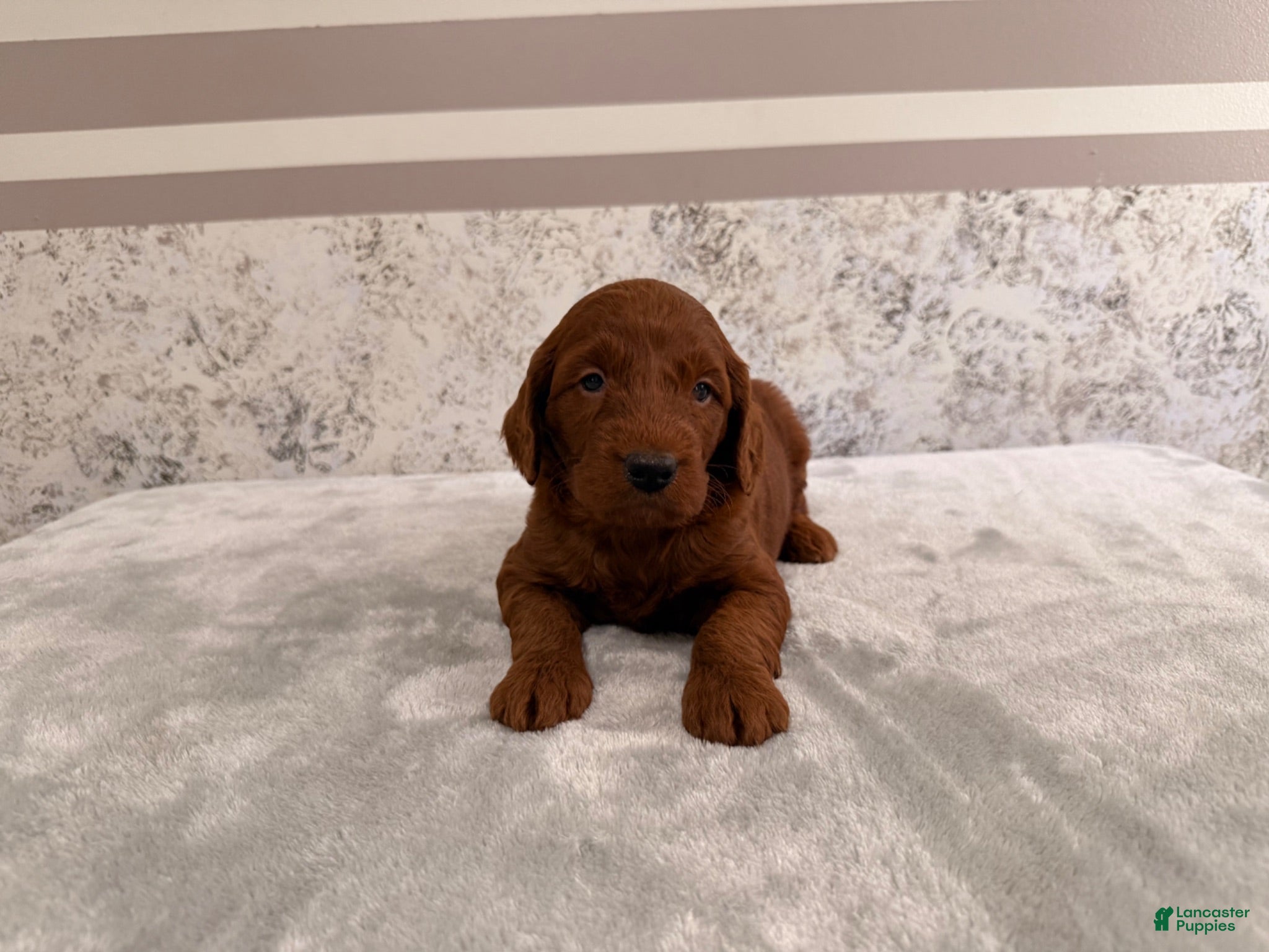 Mini Goldendoodle dogs Chad - Ad 17