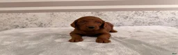 Mini Goldendoodle dogs for sale: Chad - Ad 1