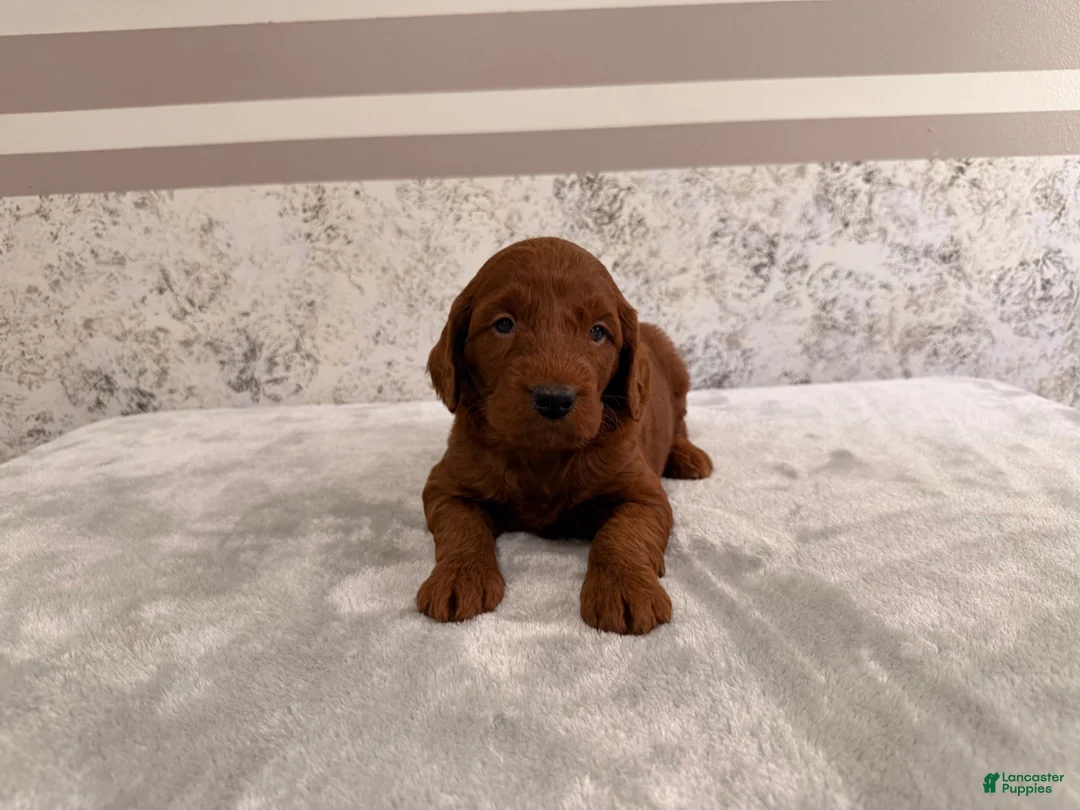 Mini Goldendoodle dogs for sale: Chad - Ad 1