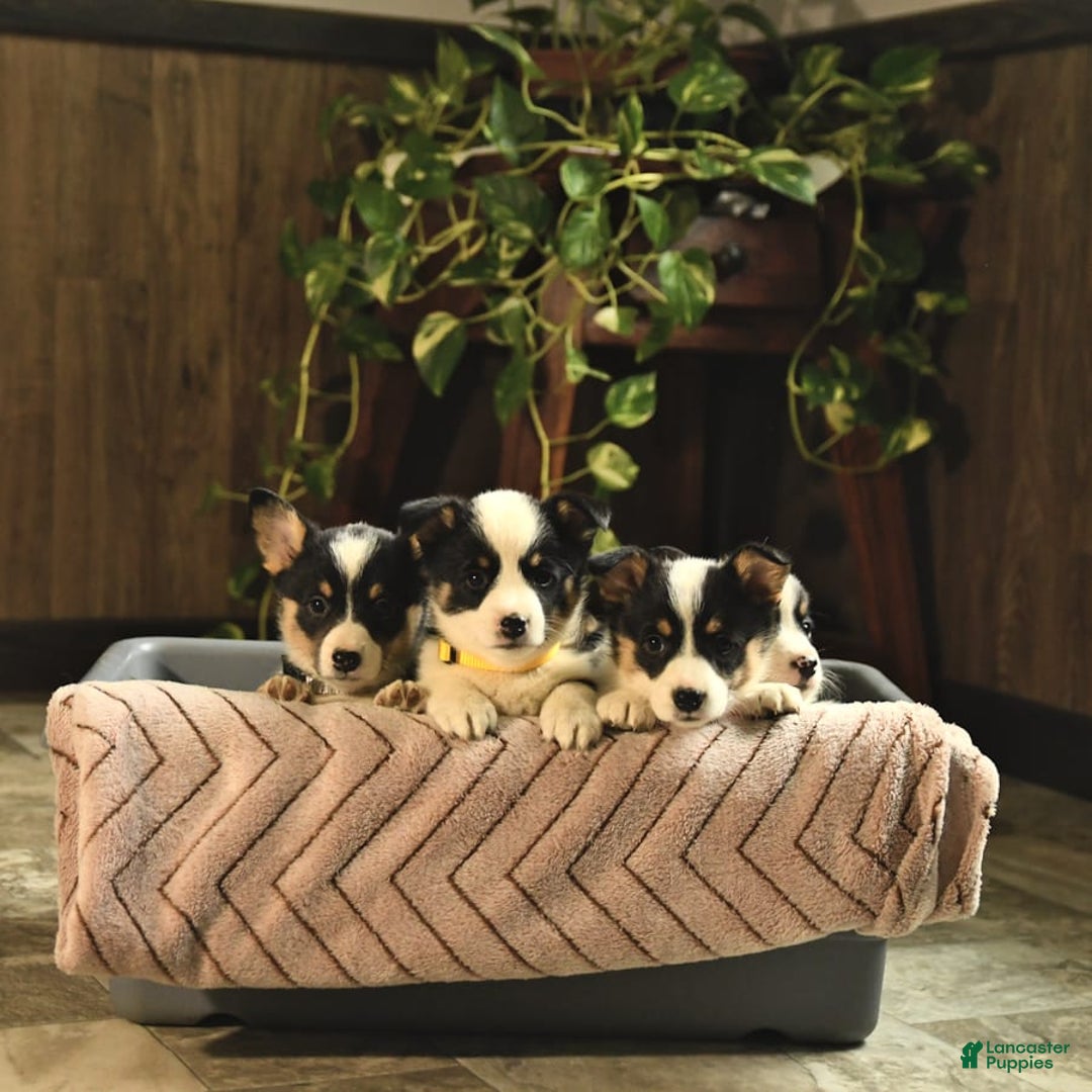 Gallery Image {{count}}