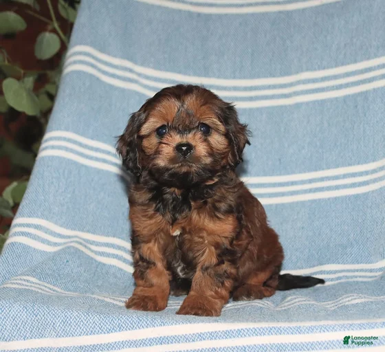 Gallery Image {{count}}