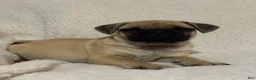 Pug dogs for sale: Peppercorn - Ad 4